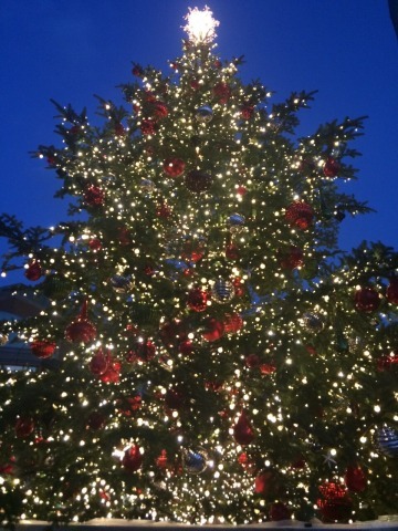 イルミネーション施工F1-5